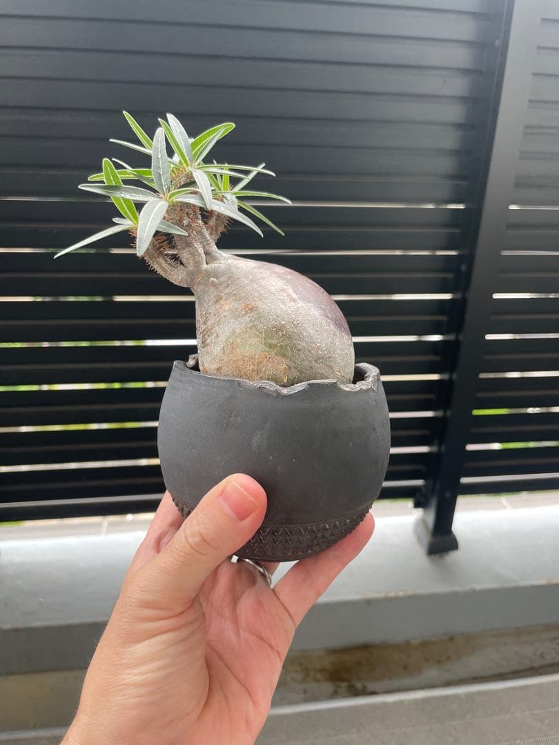 【特選エース株】パキポディウム グラキリス(左のみ)