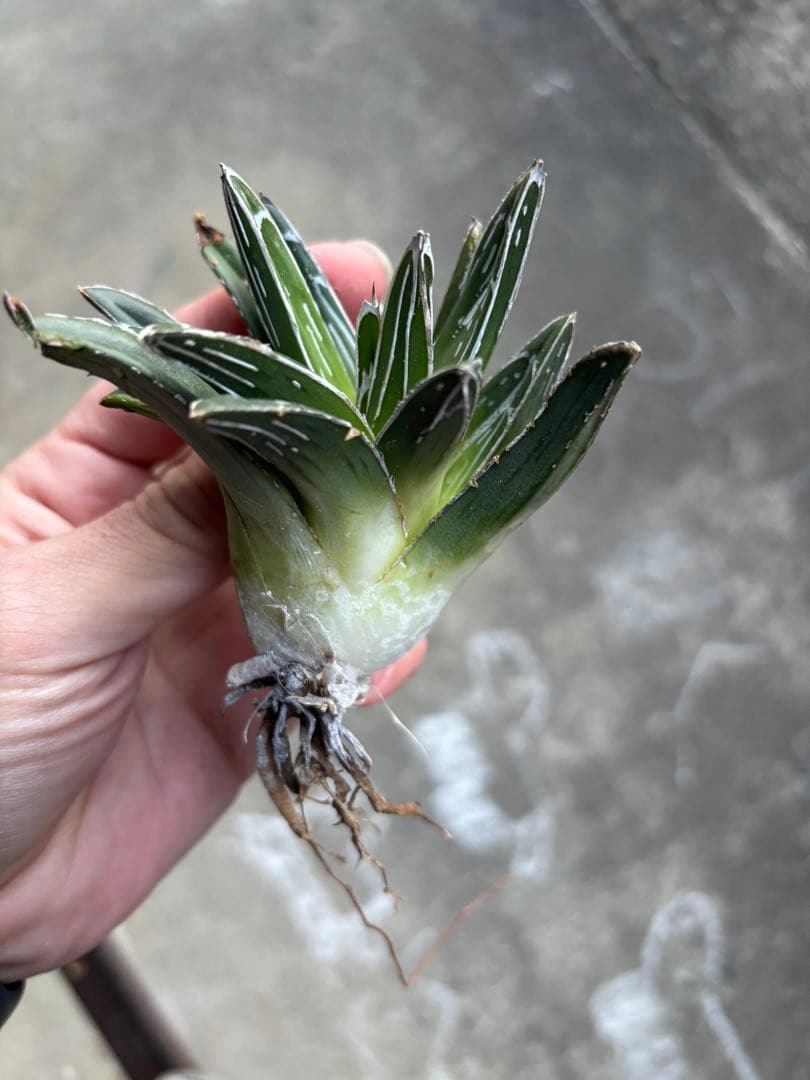 アガベ　笹の雪　子株販売　極上株