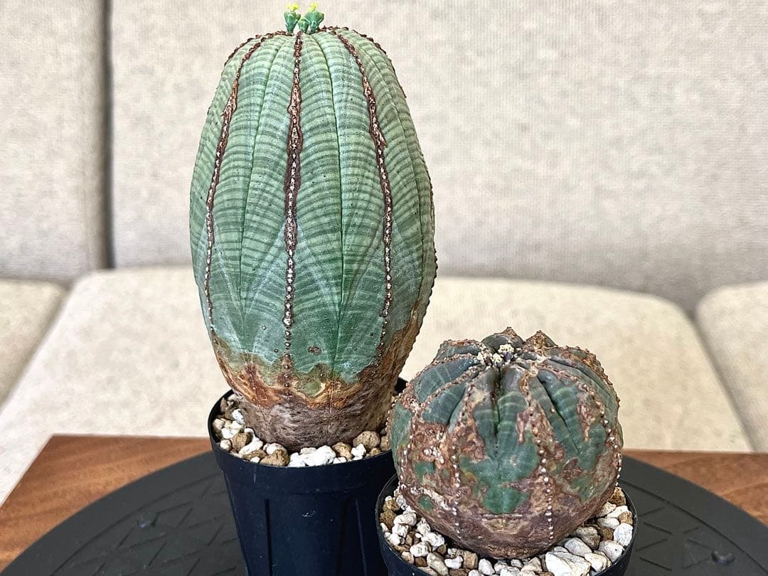 ユーフォルビア オベサ セット 木質化