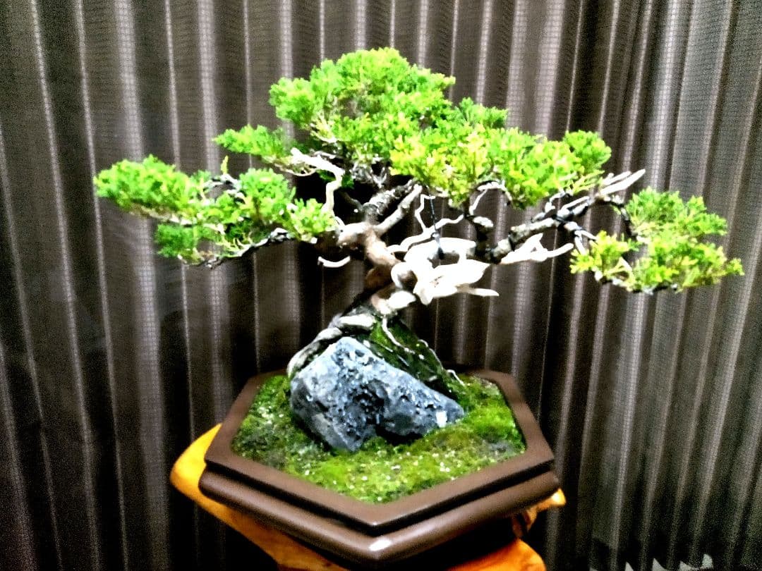 【中品 石付き　真柏盆栽】 　　⭕akave・2023様、専用❗