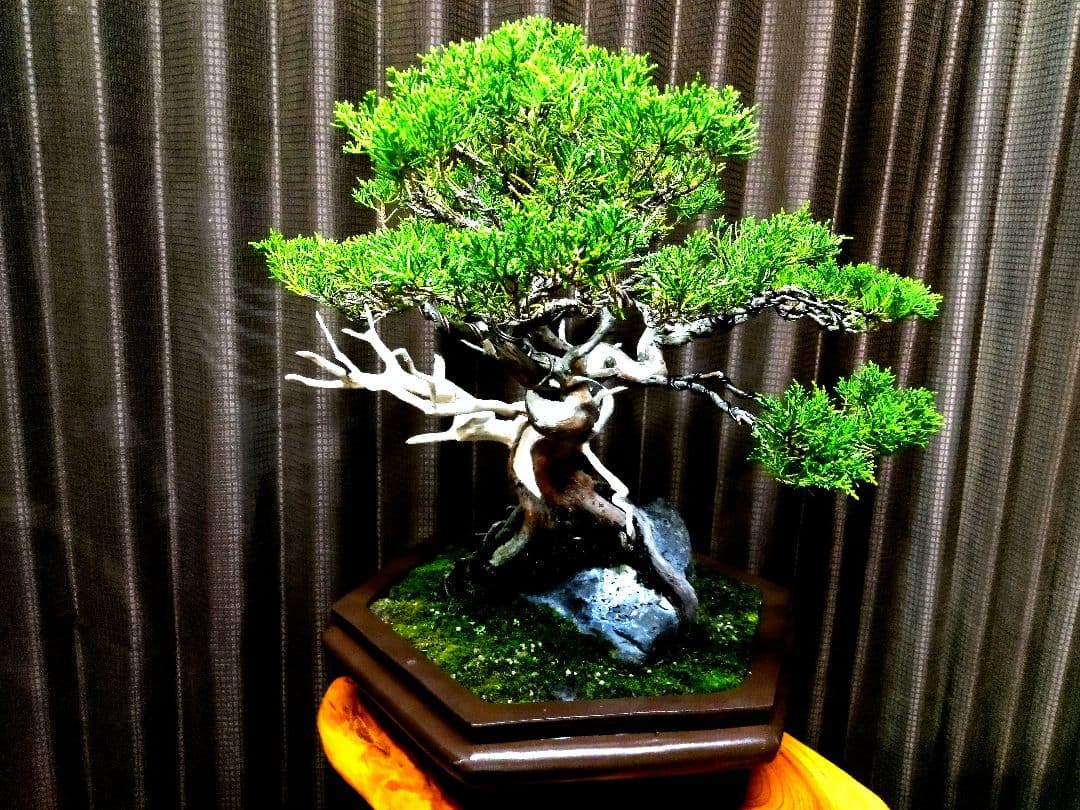 【中品 石付き　真柏盆栽】 　　⭕akave・2023様、専用❗