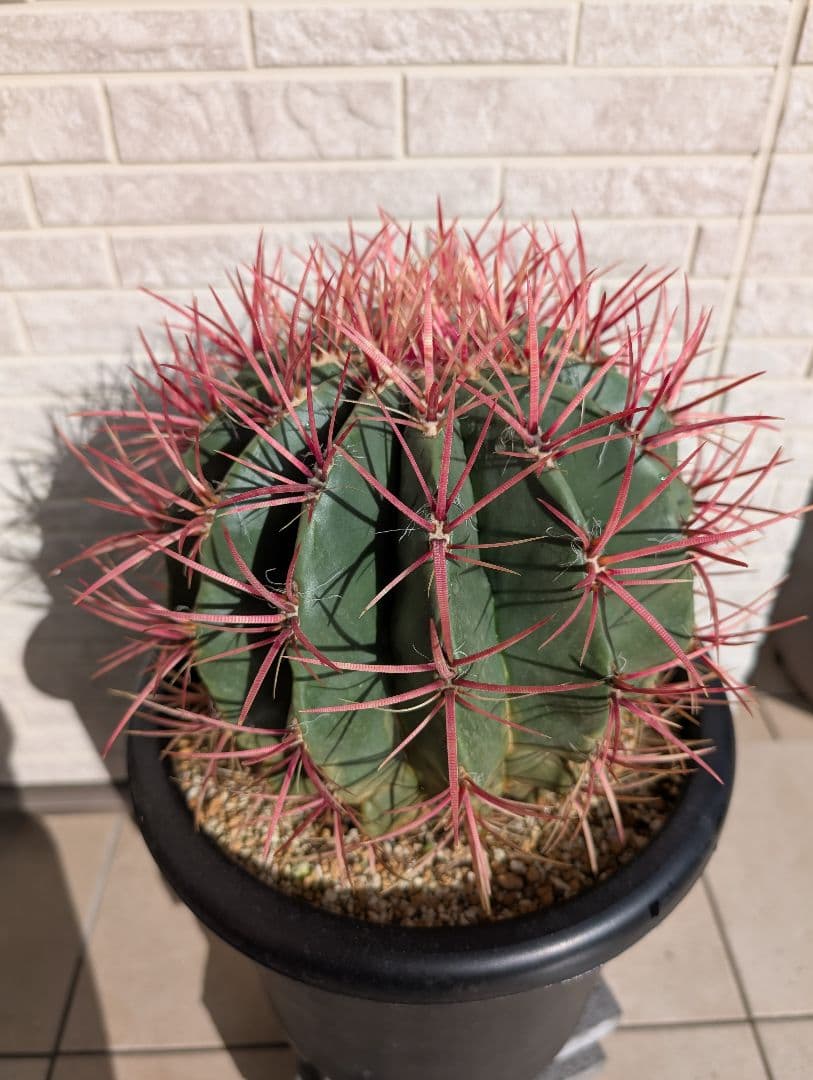 【Omc Labo】フェロカクタス 赤鳳 セキホウ サボテン　ドライガーデン