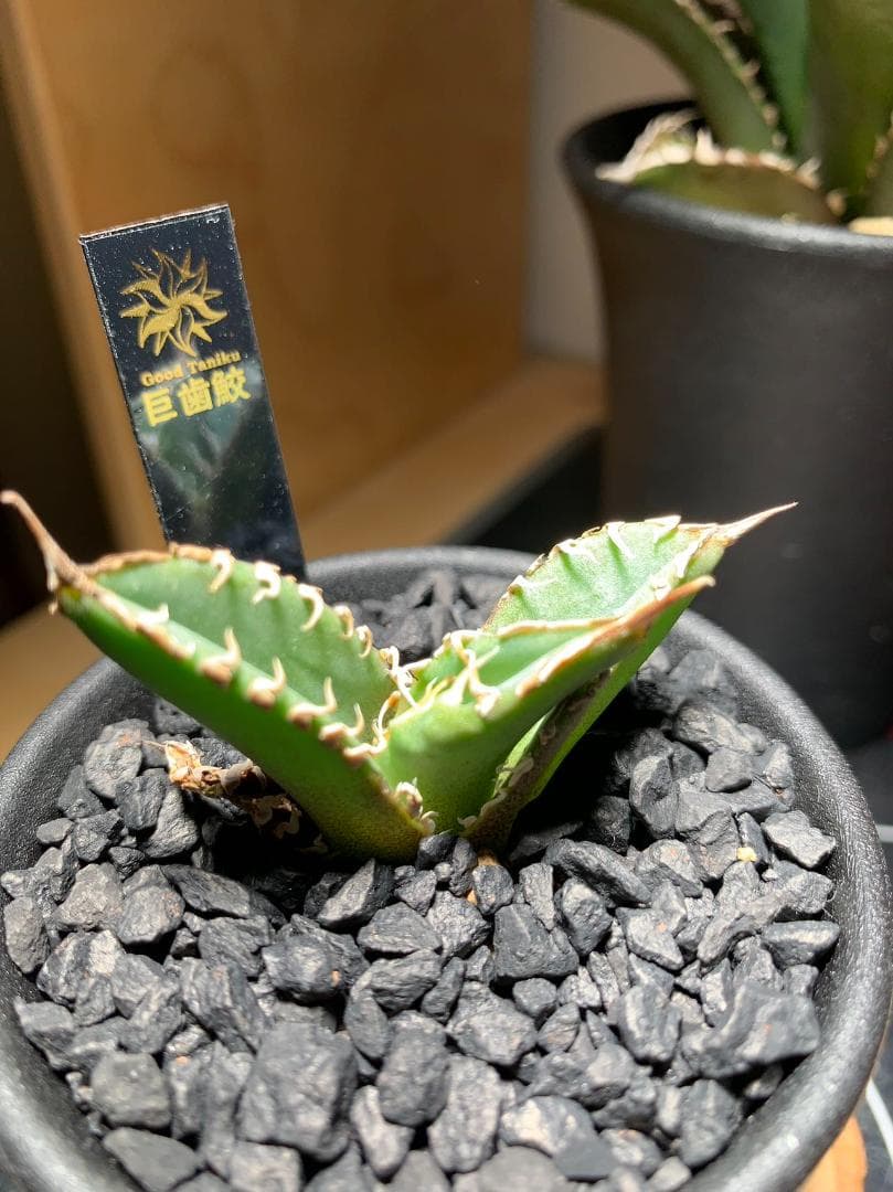 【goodtaniku】アガベ　激熱小籠包産巨歯鯊 カキコ　発根済