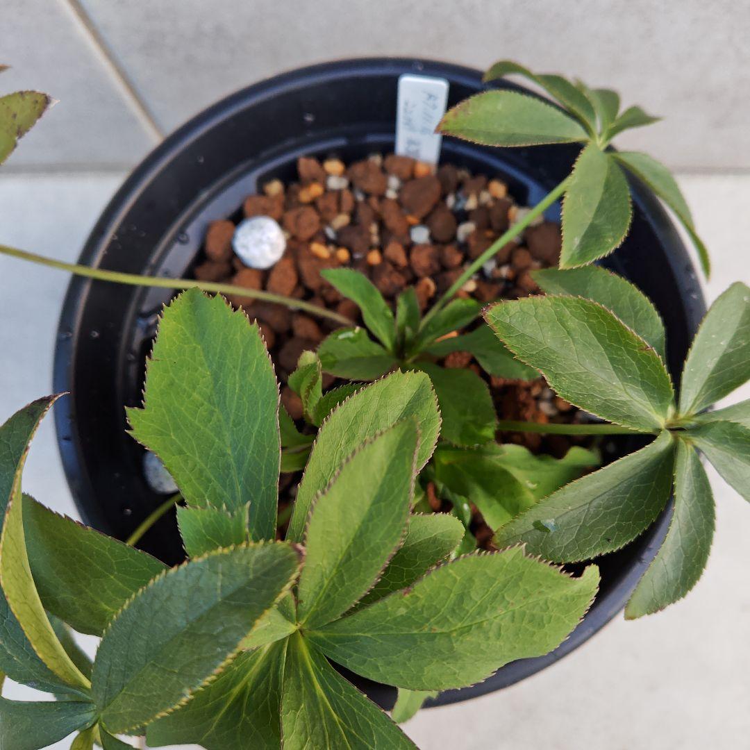 バ*カ様 クリスマスローズ 加藤農園 美黒姫 株分け