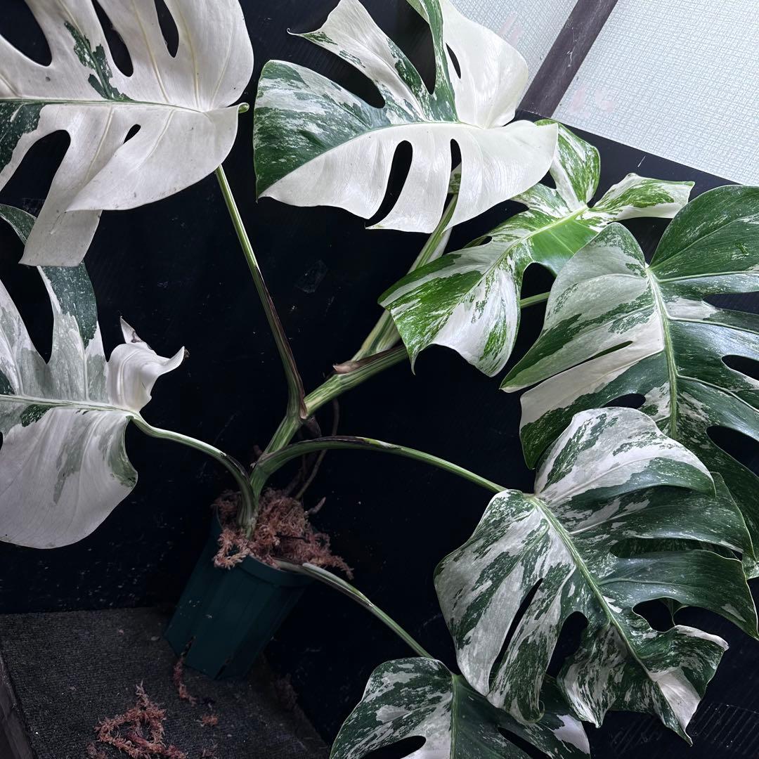 く*。様 斑入りモンステラ ホワイトタイガー極美大株73cm白斑多