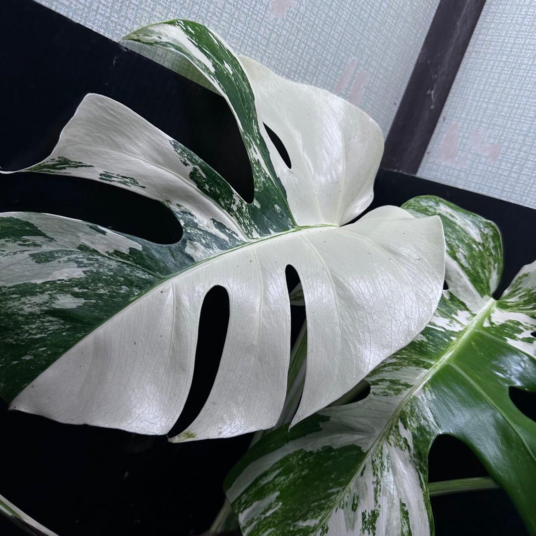く*。様 斑入りモンステラ ホワイトタイガー極美大株73cm白斑多