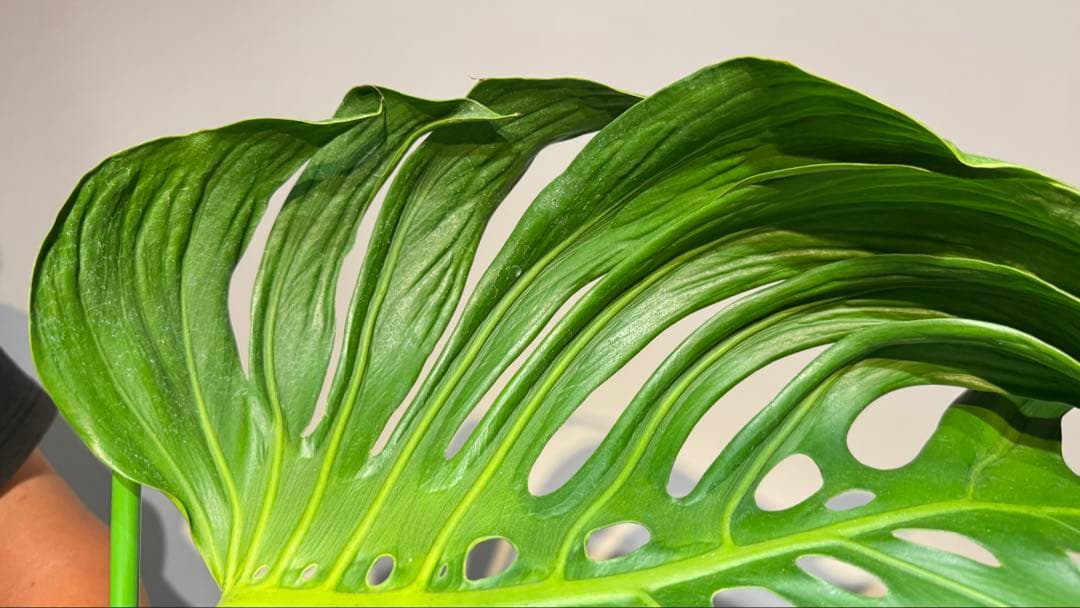 超レア モンステラ タトゥー【Monstera deliciosa Tattoo