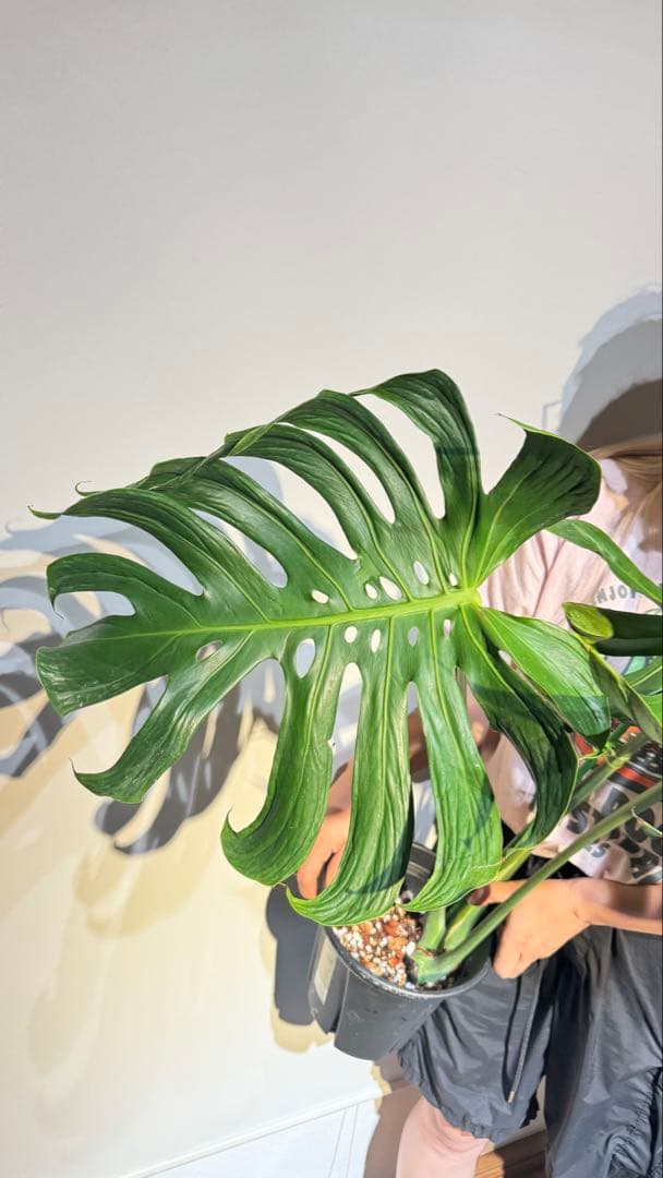 超レア モンステラ タトゥー【Monstera deliciosa Tattoo