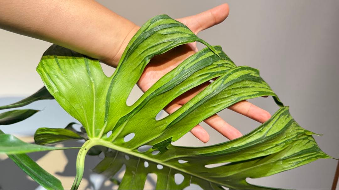 超レア モンステラ タトゥー【Monstera deliciosa Tattoo