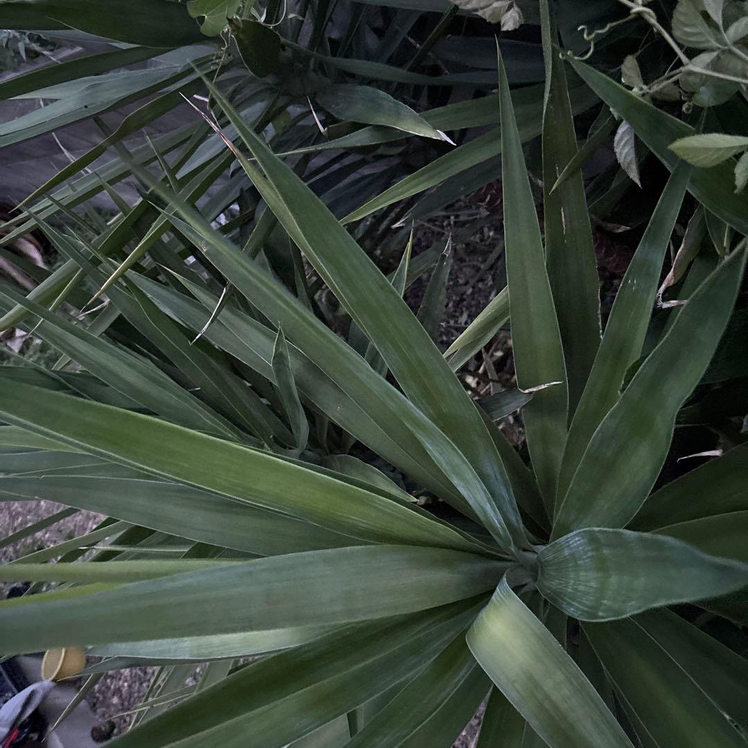 ユッカエレファンティペス-③