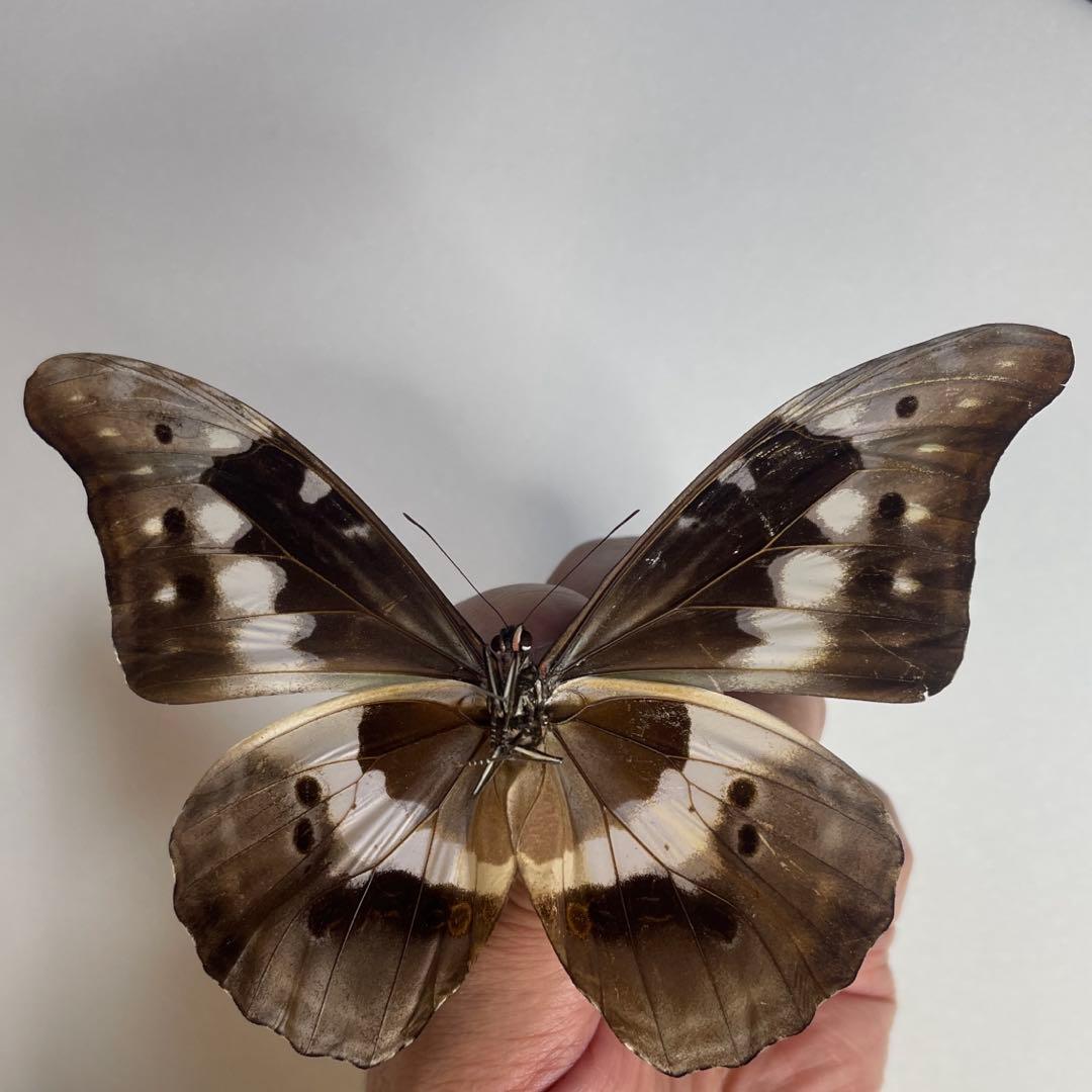 ヘレナモルフォ蝶標本