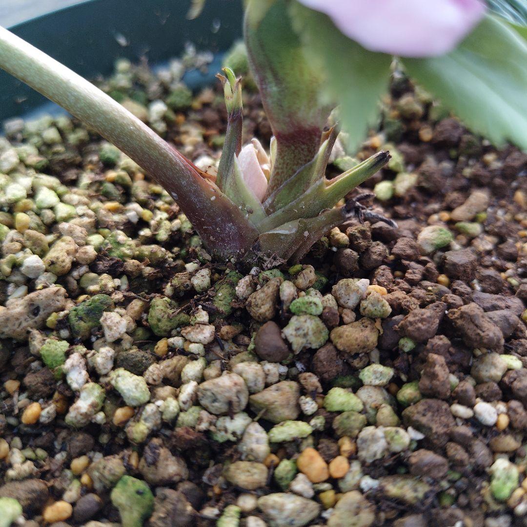 l*a様 クリスマスローズ　チベタヌス交配