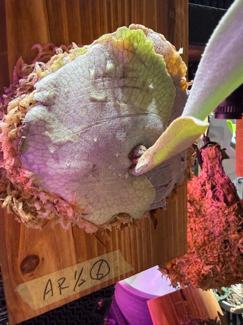 veitchii Auburn  (oc) ビカクシダ　子株　⑥