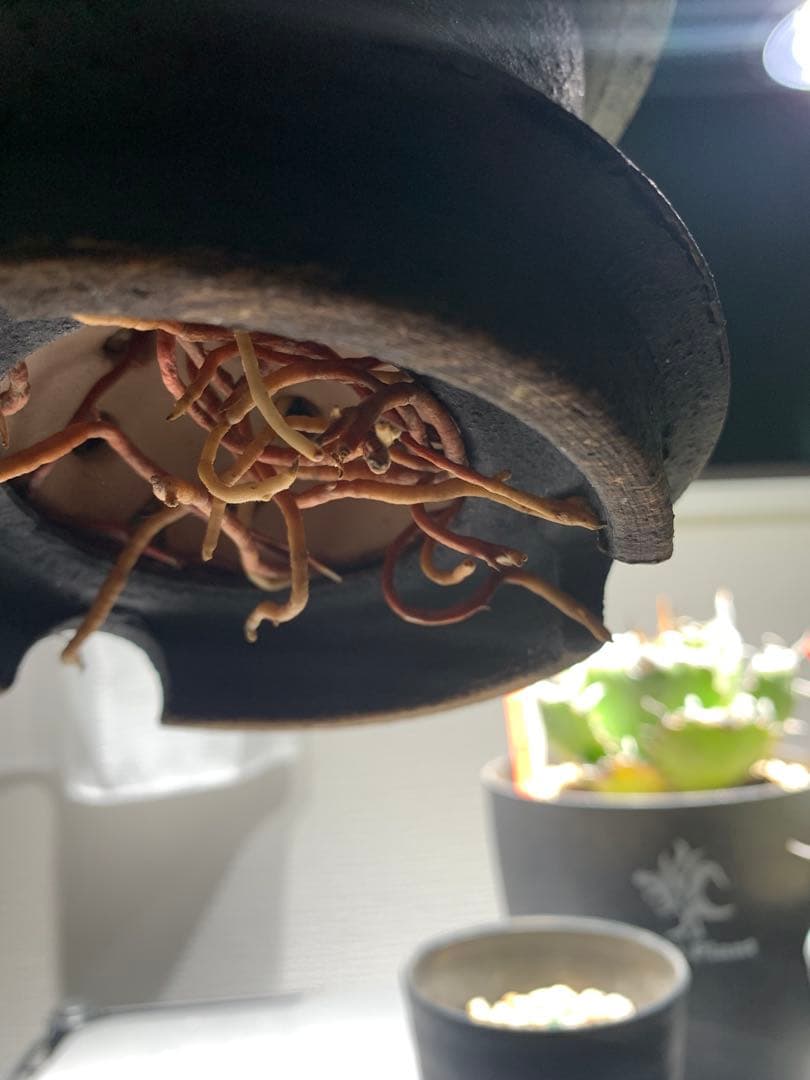 アガベ　エボリスピナ　格安！！早い者勝ち【安心発根済み】