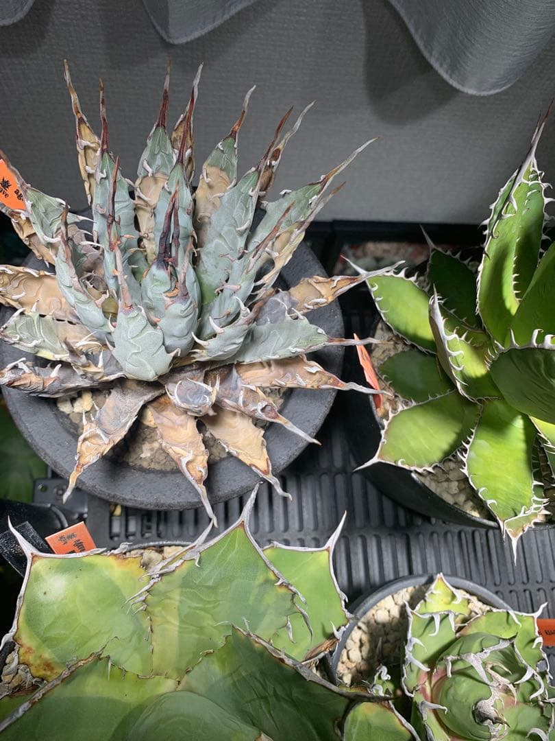 アガベ　エボリスピナ　格安！！早い者勝ち【安心発根済み】