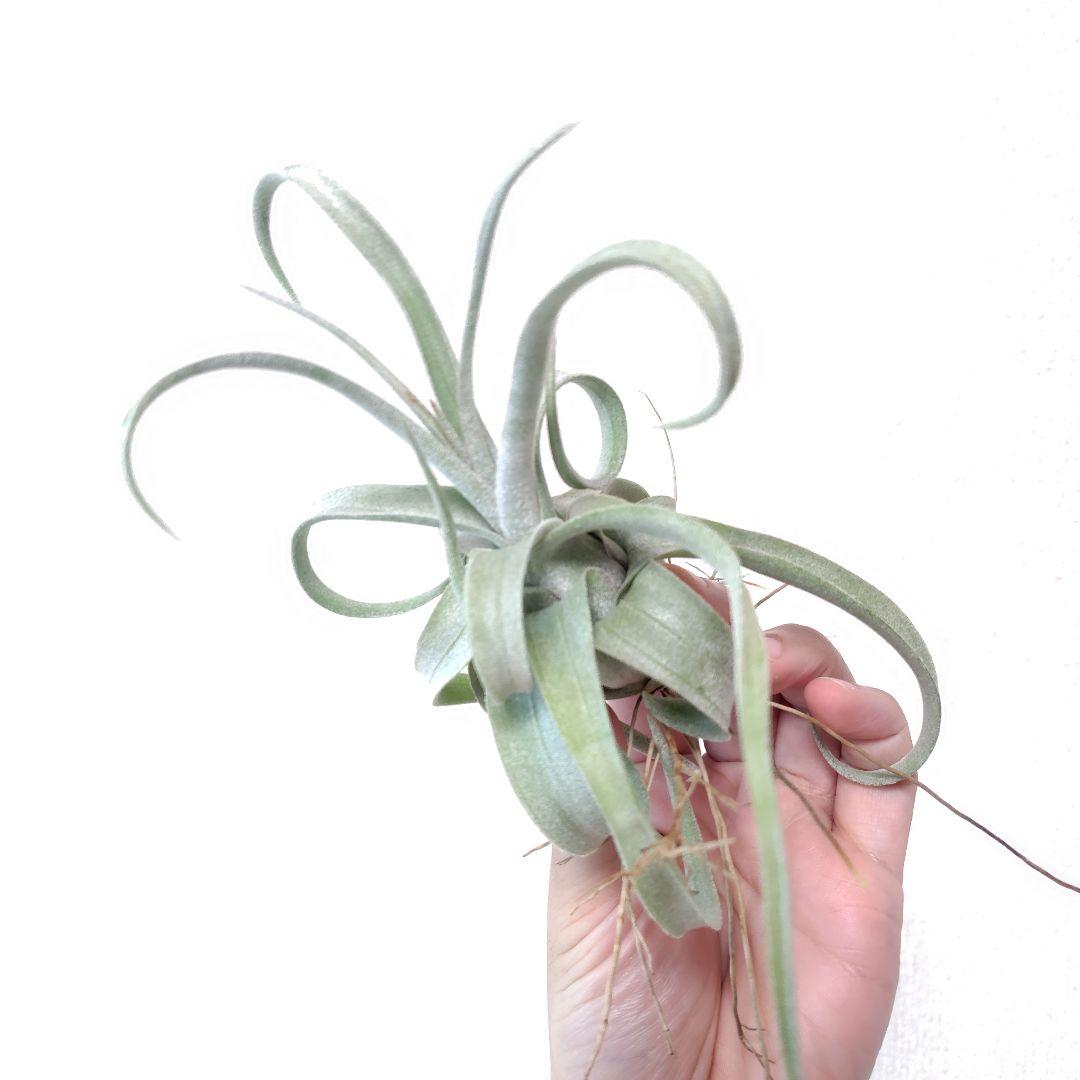 チランジア リーガルルネ