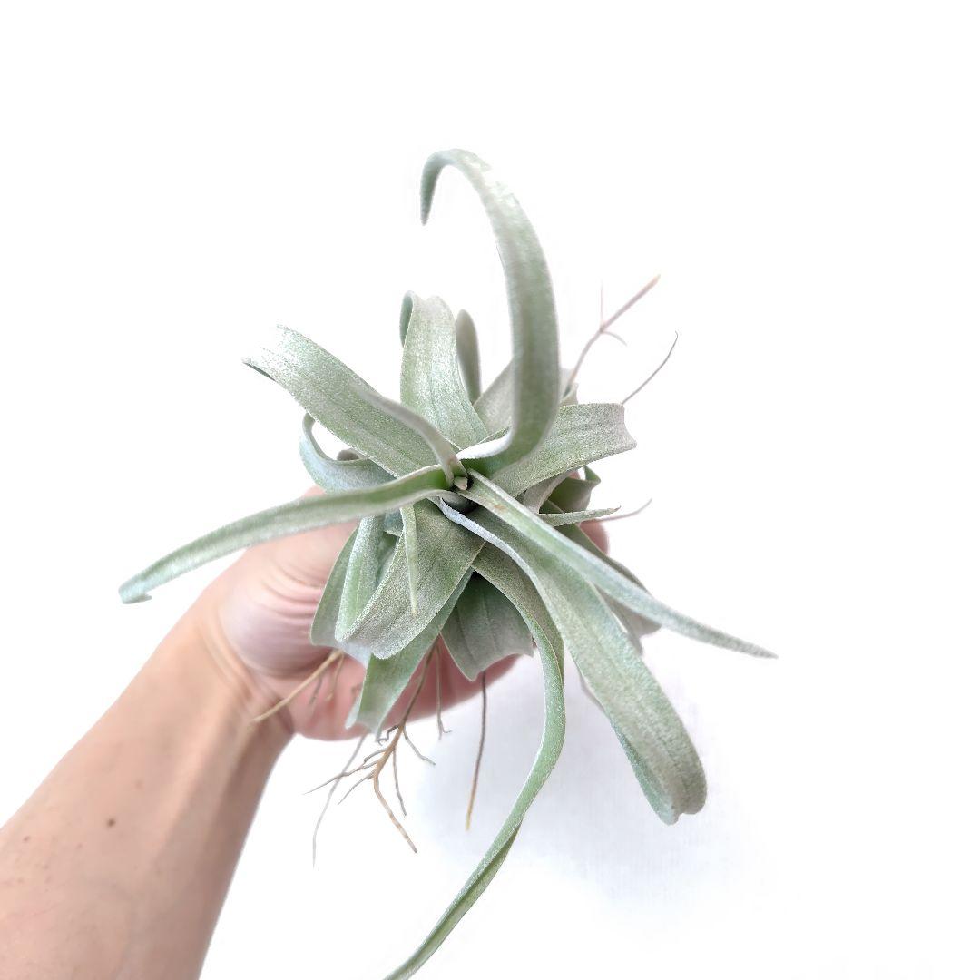 チランジア リーガルルネ