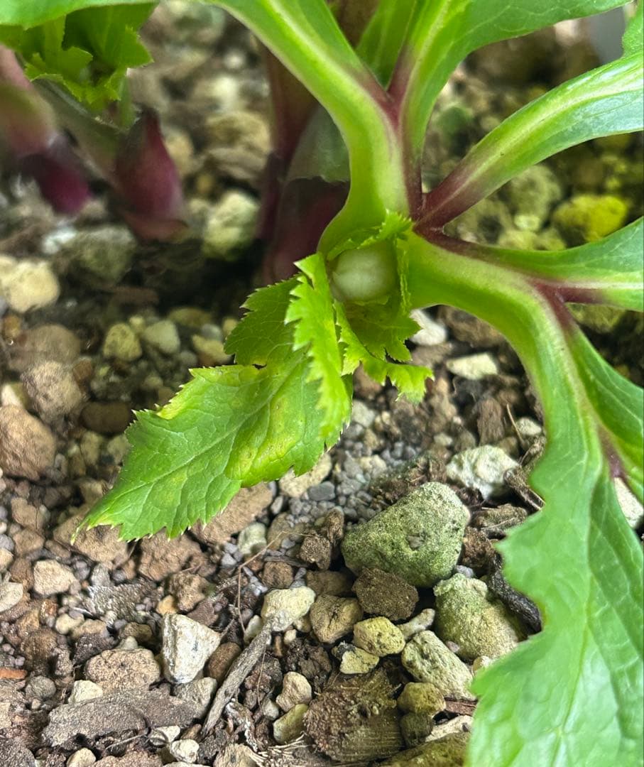 クリスマスローズ　大木ナーサリー　アトロ系オーレア　ss 未株分け　6号　花芽2