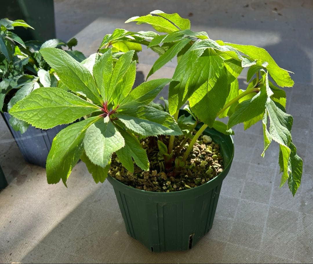 クリスマスローズ　大木ナーサリー　アトロ系オーレア　ss 未株分け　6号　花芽2