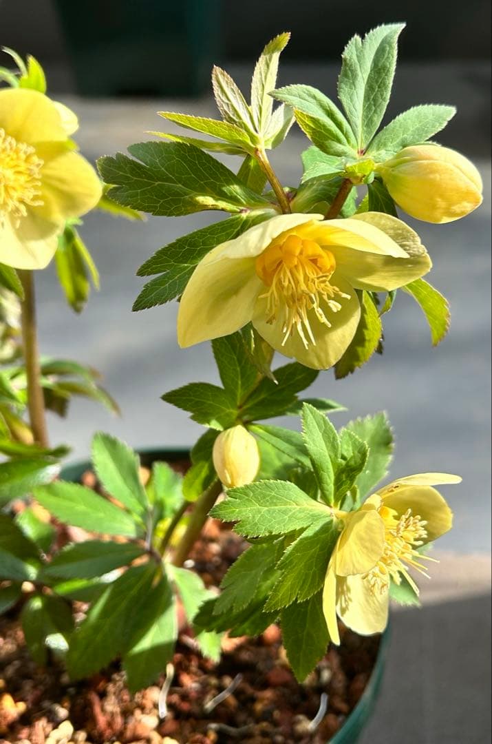 クリスマスローズ　大木ナーサリー　アトロ系オーレア　ss 未株分け　6号　花芽2