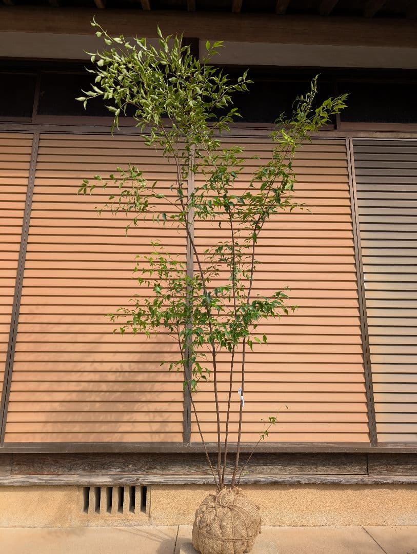 ハイノキ　株立　約1.7m　②