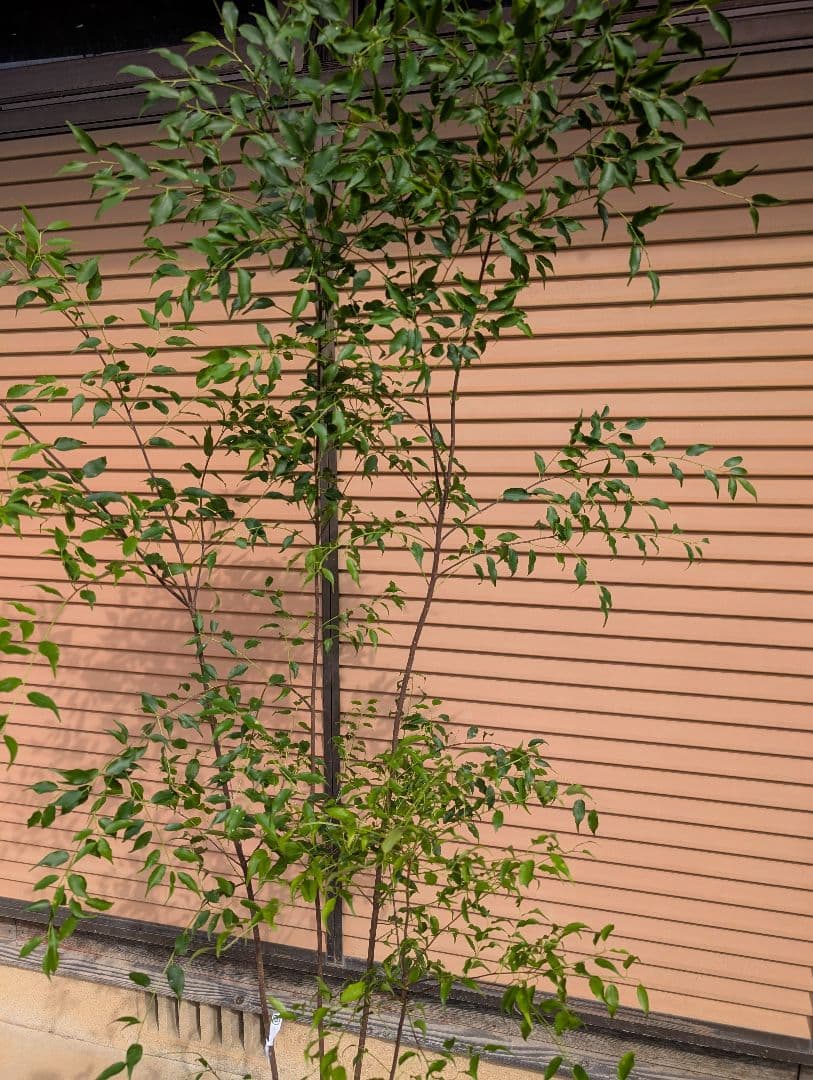 ハイノキ　株立　約1.7m　②