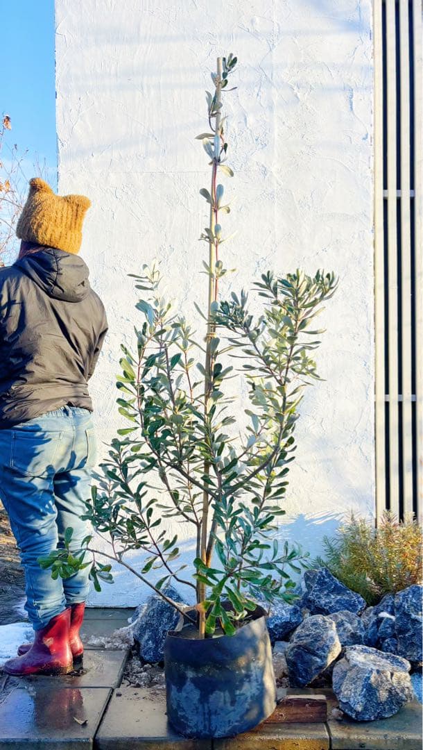 超逸品。バンクシアコースト1.8M(鉢底から)