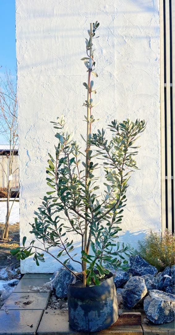 超逸品。バンクシアコースト1.8M(鉢底から)