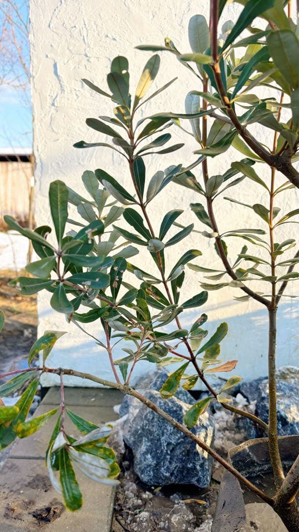 超逸品。バンクシアコースト1.8M(鉢底から)