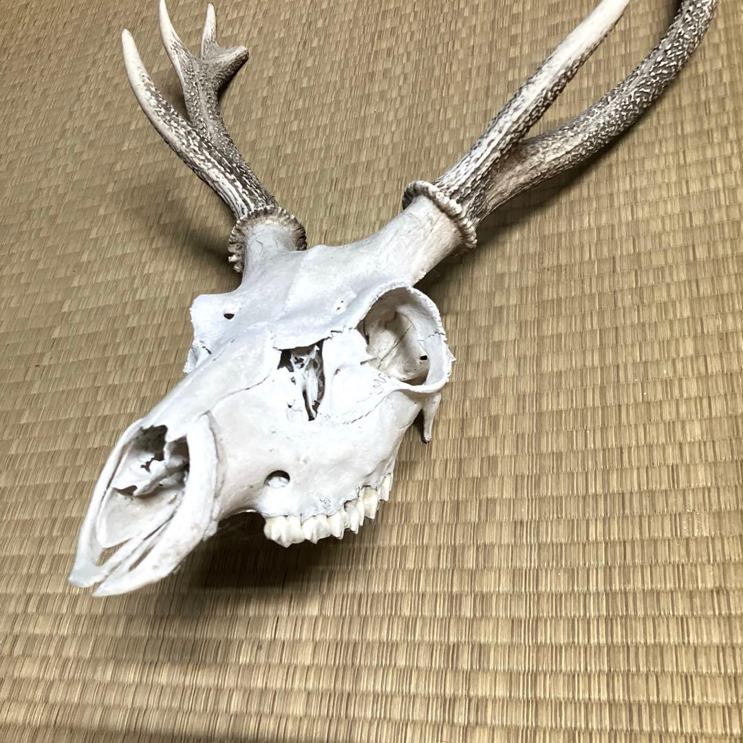 鹿の角　スカル　シカのツノ