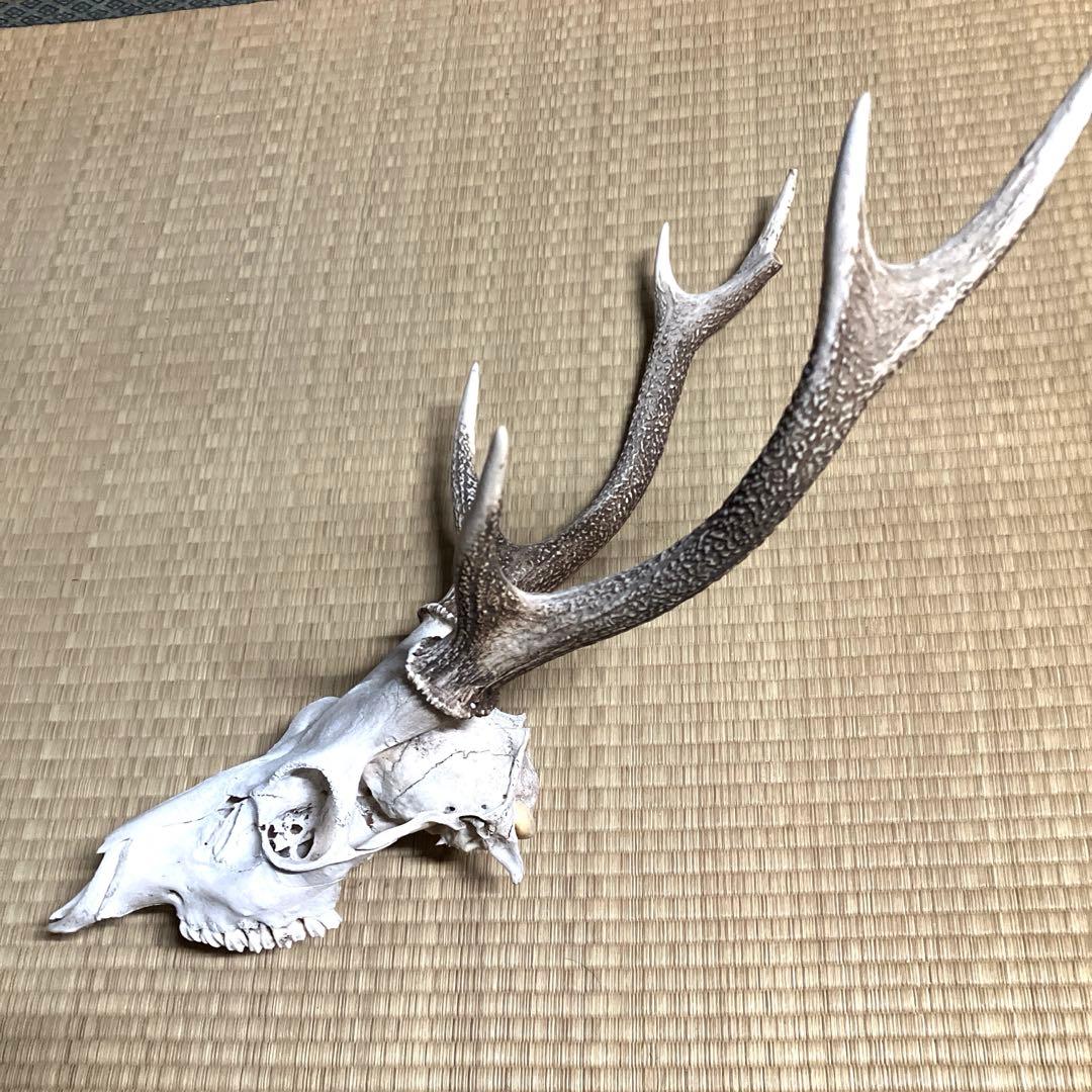 鹿の角　スカル　シカのツノ