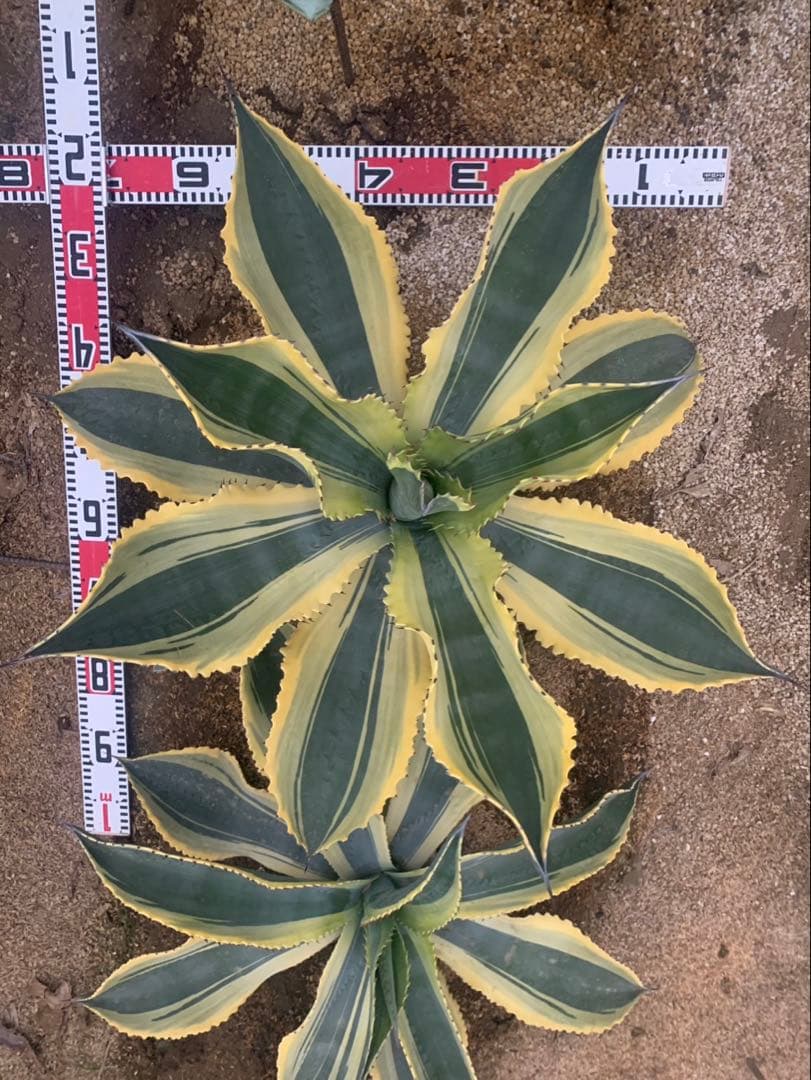 アガベ　リップルフェクト　親株