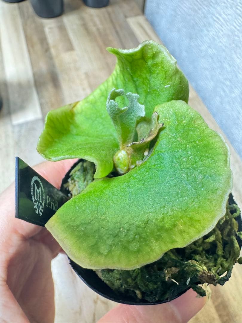 willinckii Fly ドワーフ確定　③ オマケ