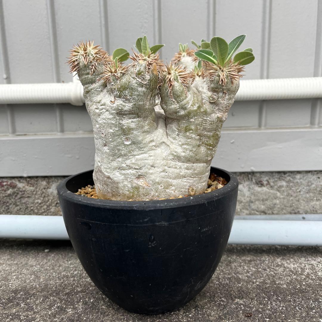 パキポディウム エブレネウム