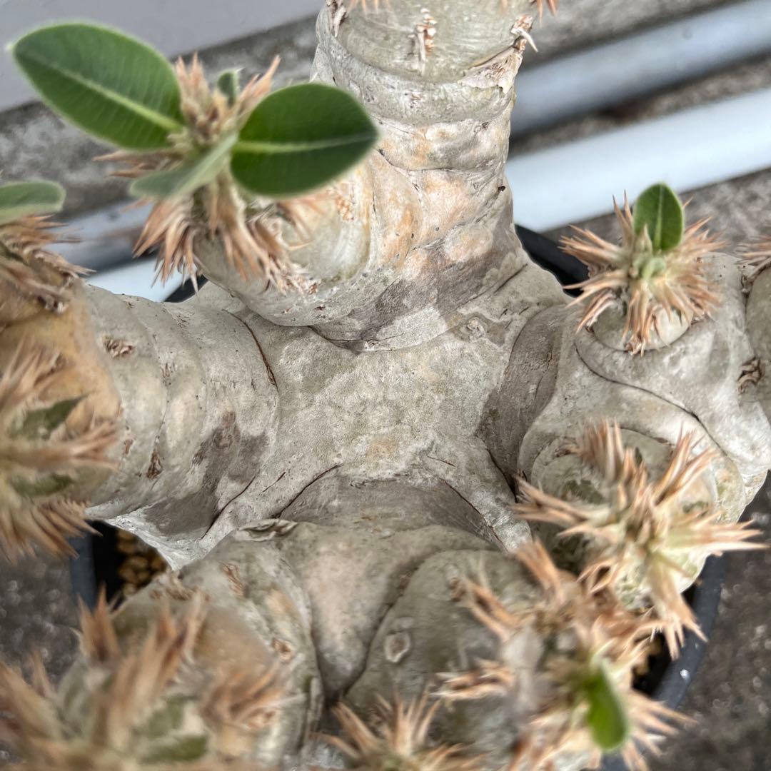 パキポディウム エブレネウム