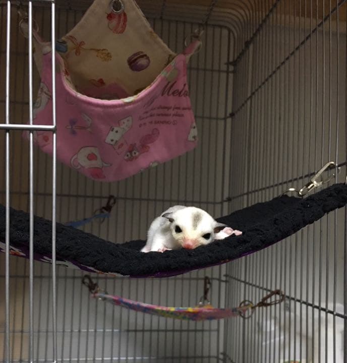 ラダーハンモック（ハロウィンＶｅｒ．6）ボア黒  1250円