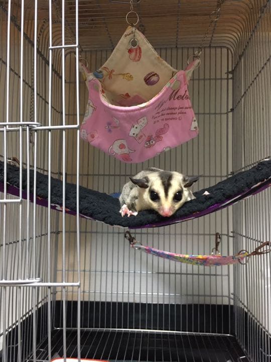 ラダーハンモック（ハロウィンＶｅｒ．6）ボア黒  1250円