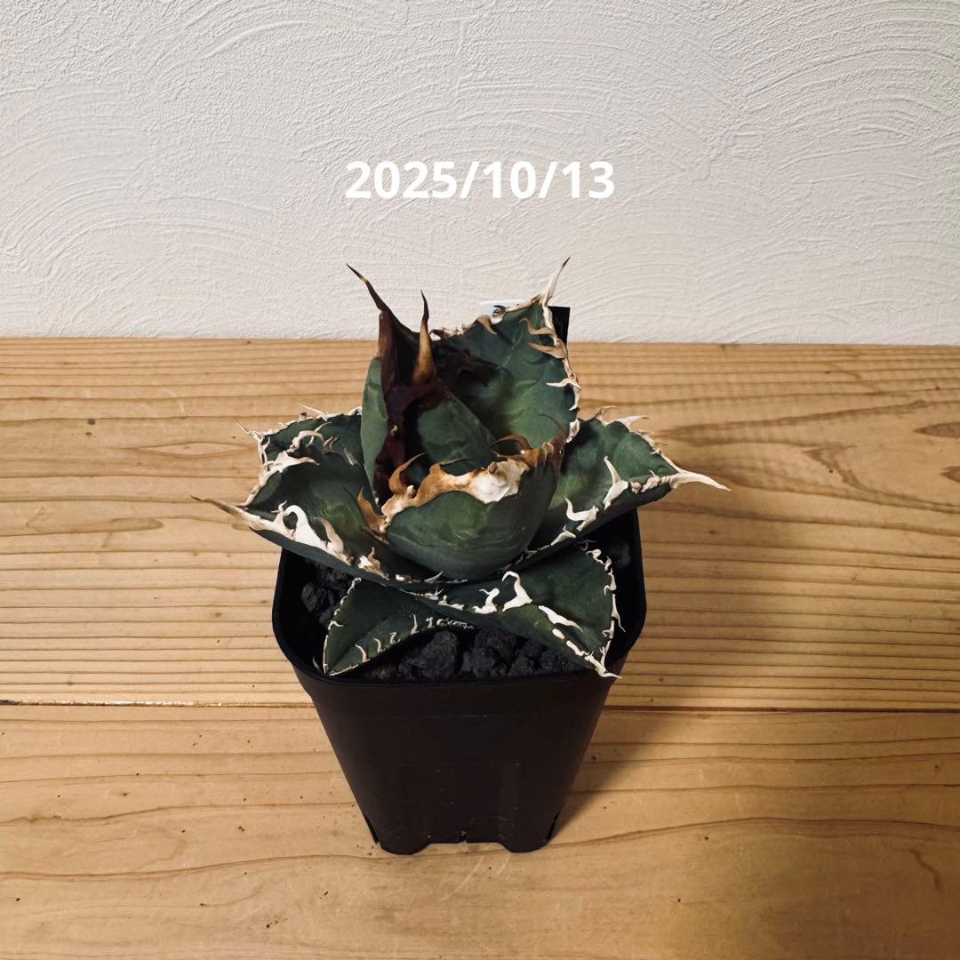 アガベ　チタノタ　台湾ゴジラ　GODZILLA　検）オアハカ　皇冠　ホオジロザメ