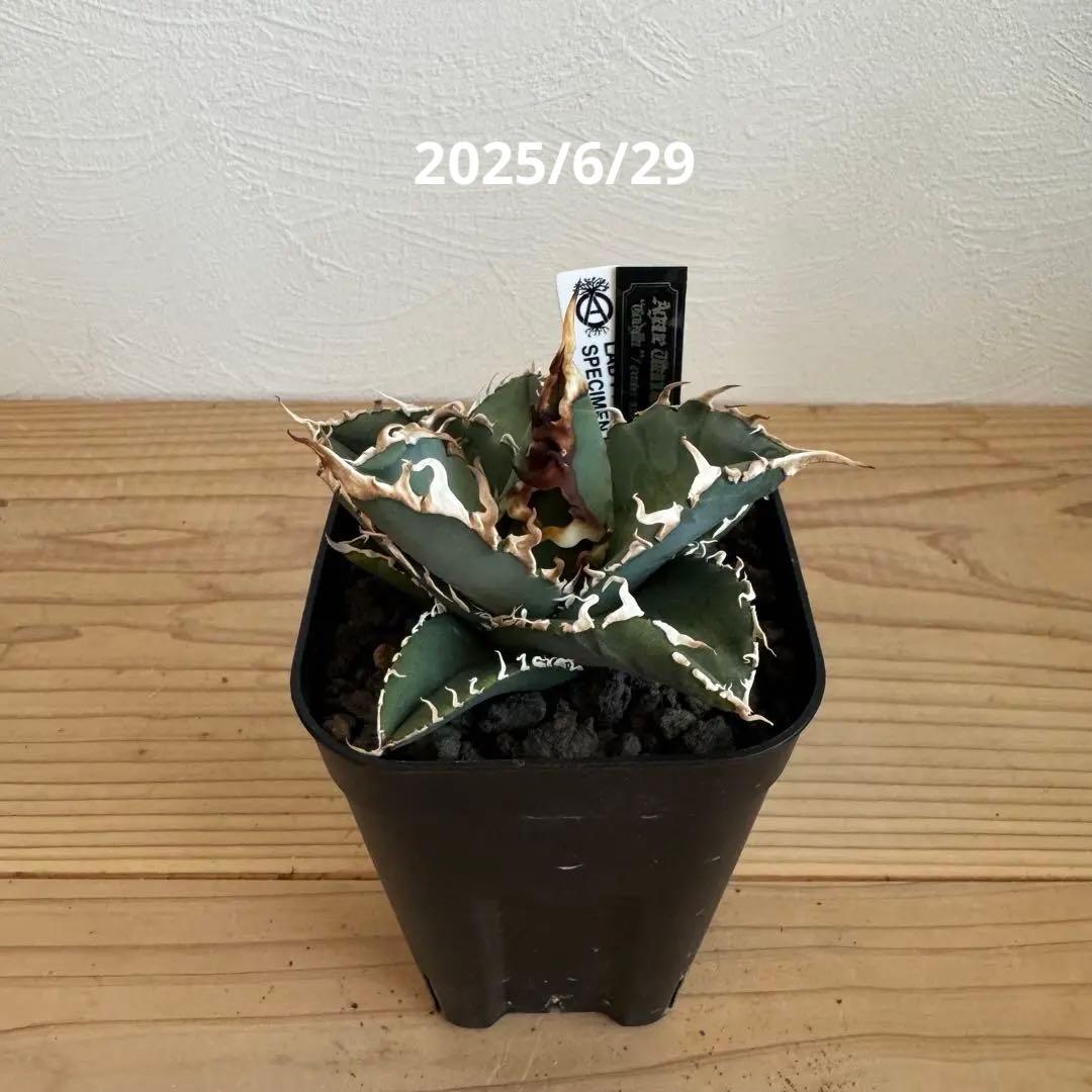 アガベ　チタノタ　台湾ゴジラ　GODZILLA　検）オアハカ　皇冠　ホオジロザメ