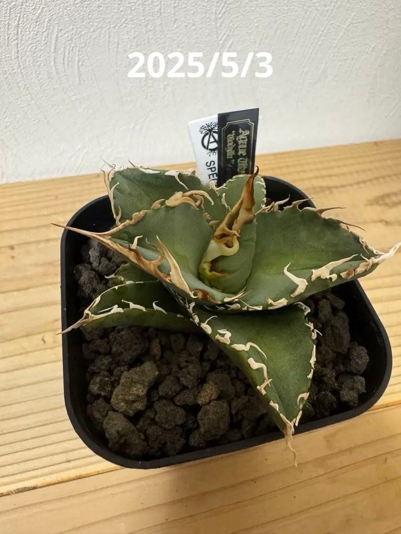 アガベ　チタノタ　台湾ゴジラ　GODZILLA　検）オアハカ　皇冠　ホオジロザメ