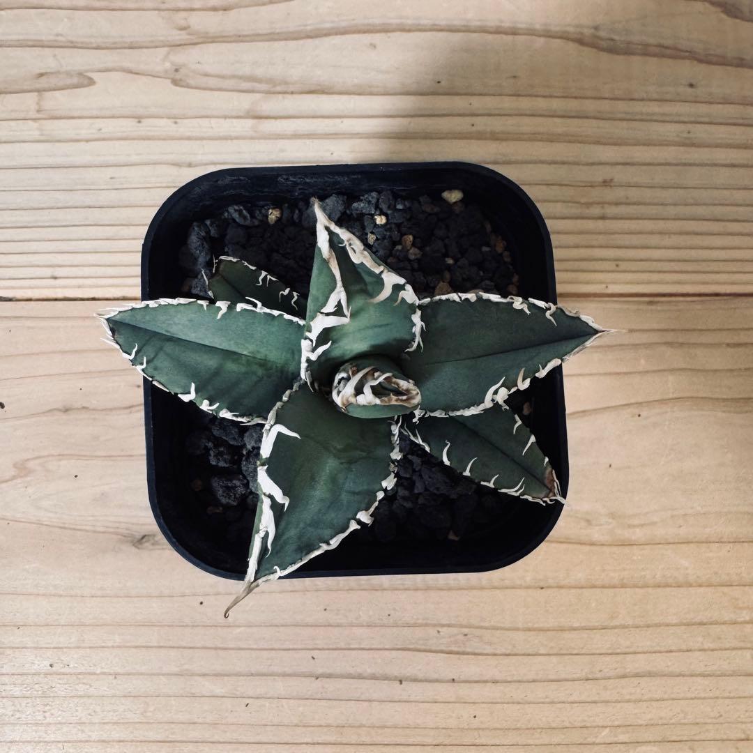 アガベ　チタノタ　台湾ゴジラ　GODZILLA　検）オアハカ　皇冠　ホオジロザメ