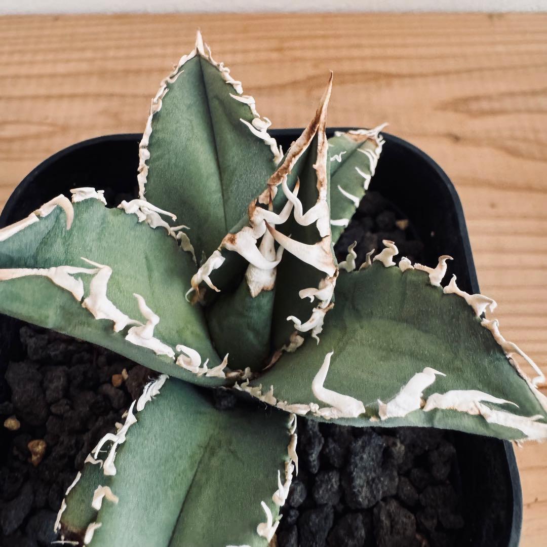 アガベ　チタノタ　台湾ゴジラ　GODZILLA　検）オアハカ　皇冠　ホオジロザメ