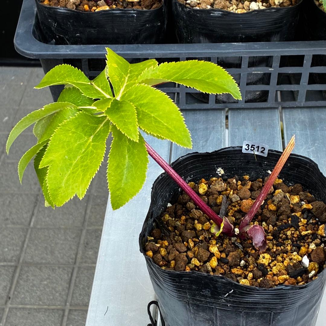 r*o様 3512☘️蕾花付き☘️極上☘️⭐️キラキラ光線⭐️レッド⭐️多花性⭐