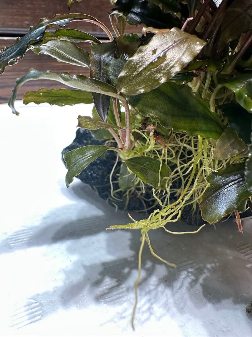 つ*ね様 ブセファランドラ クアラクアヤン タイプ II 大株 石付き