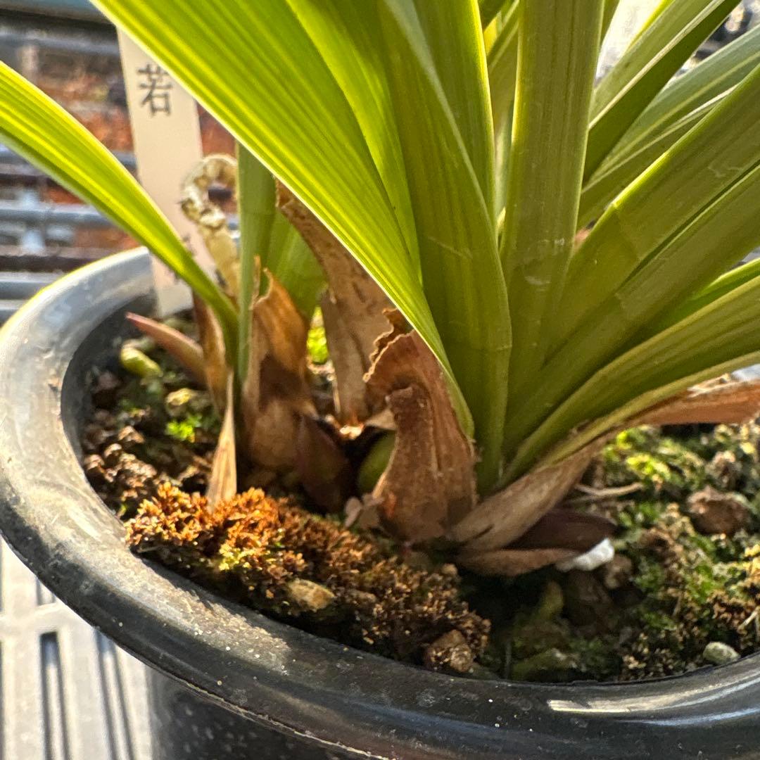 キンリョウヘン原種　花芽計8付き