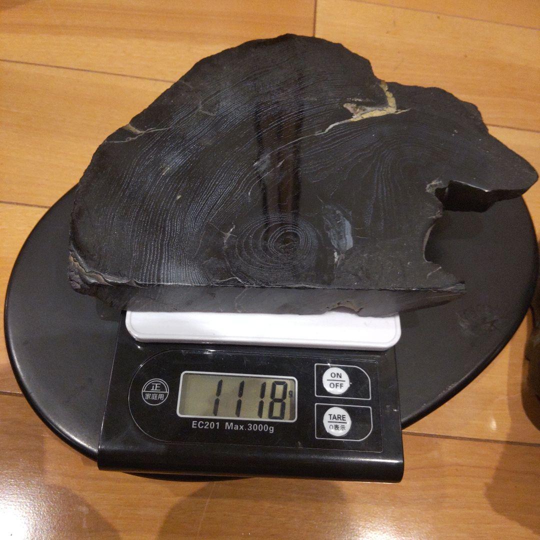 #化石(樹木)６月 価格