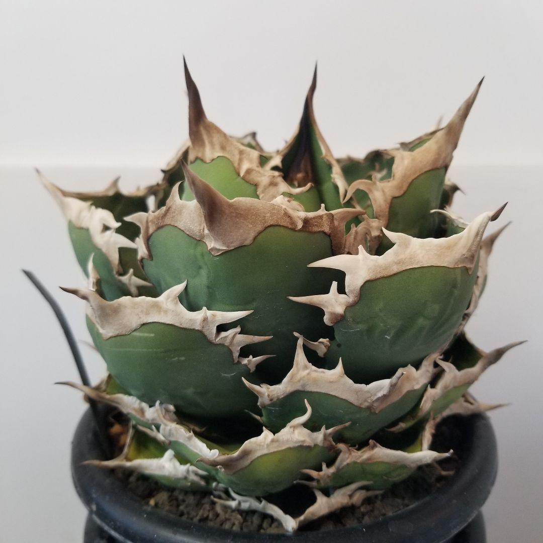 アガベ　チタノタ　オテロイ