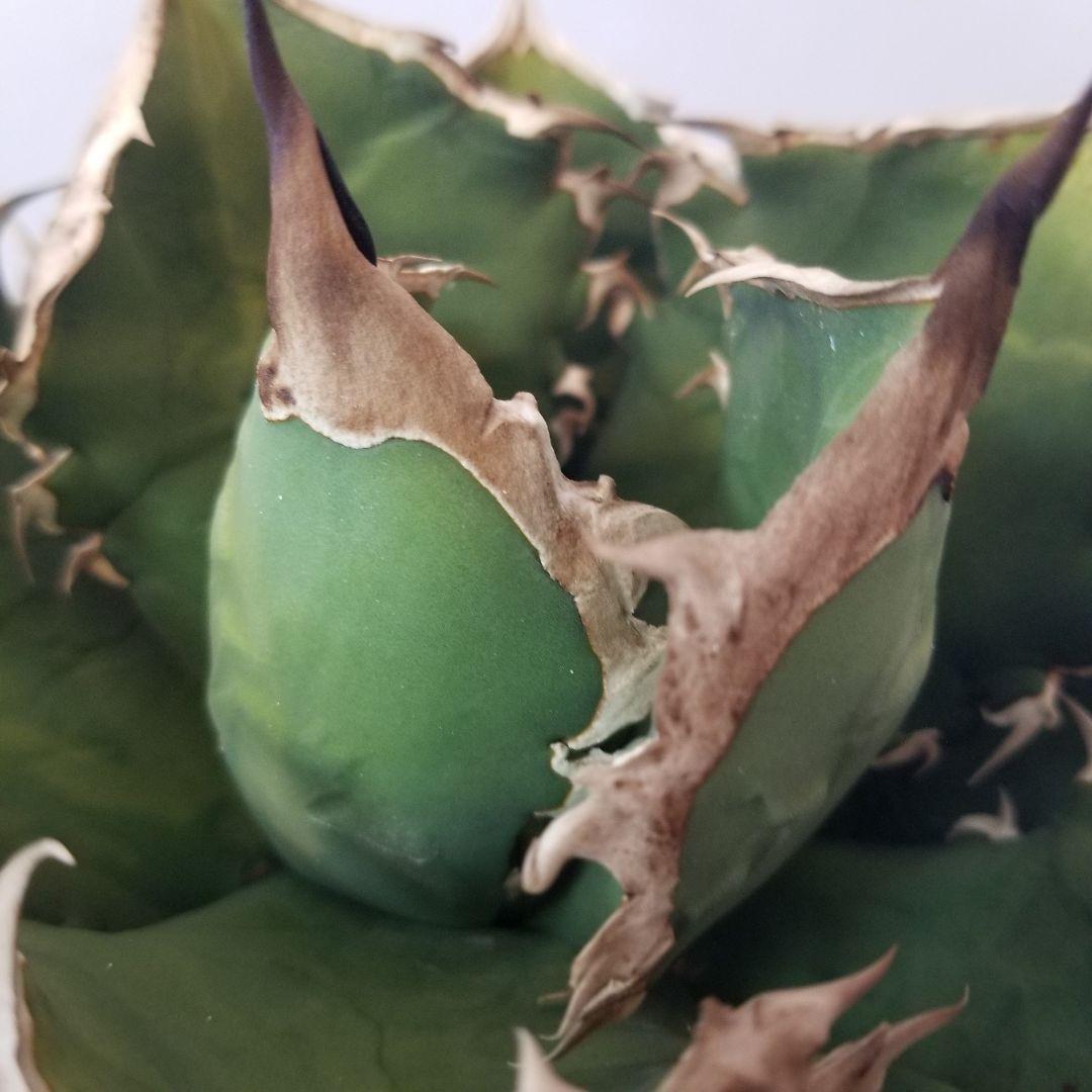 アガベ　チタノタ　オテロイ