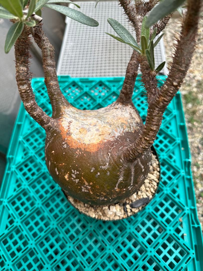 パキポディウム　グラキリス　発根済み　鉢付き