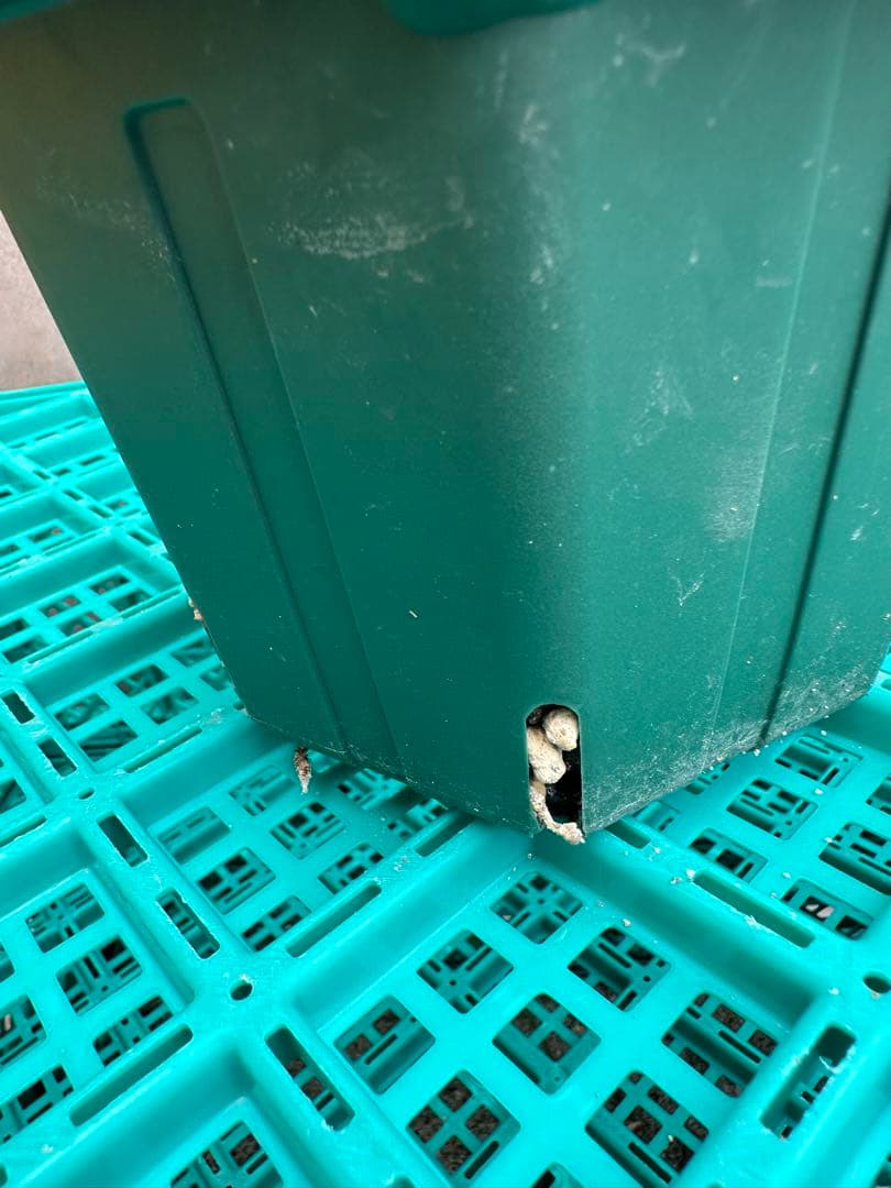 パキポディウム　グラキリス　発根済み　鉢付き